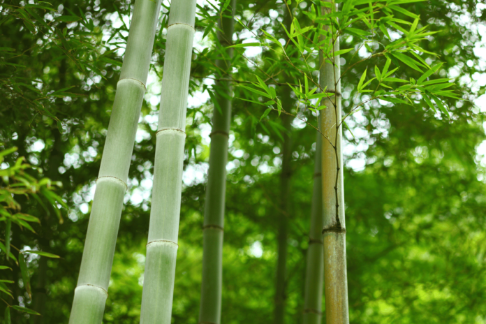 Bamboo and the Fern